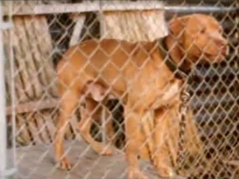 download lagu mp3 mp4 Pat Patrick Kennels, download lagu Pat Patrick Kennels gratis, unduh video klip Pat Patrick Kennels