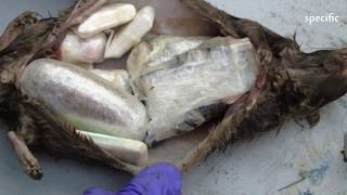 Drugs smuggled into Guys Marsh prison in dead rats  |  UK news today