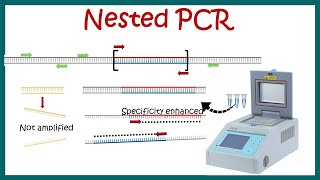 Download lagu Nested PCR || Principle and usage mp3