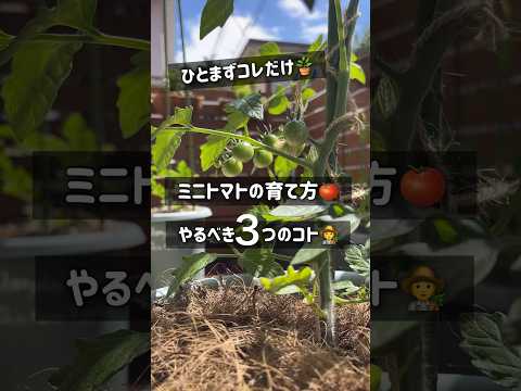 ジューシーな果実を得るためにトマトの植物をいつ、どのように正しく剪定すればよいでしょうか?  庭園