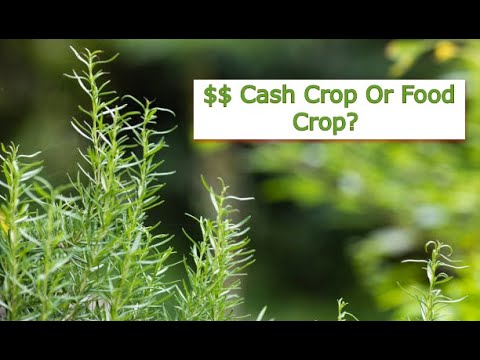 Which Is More Profitable: Growing Cash Crops or Food Crops?| Smart Agri Hub