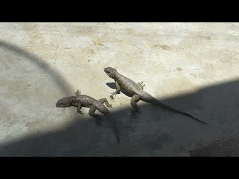 🦎 Lagartixa brigando por disputa de território. Calango-de-parede (Tropidurus hispidus).