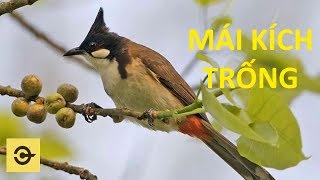 CHÀO MÀO MÁI KÍCH TRỐNG CĂN LỬA CHÀO MÀO MÁI KÍCH TRỐNG CĂN LỬA