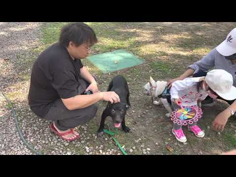 Jimmy, an adopted Shepherd & Labrador Retriever Mix in San Mateo, CA_image-1