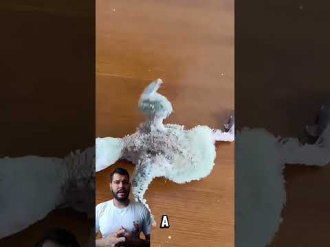 Pássaro lindo!' #curiosidades #calopsita #amor #fauna #natureza #Deus #criação #impressionante