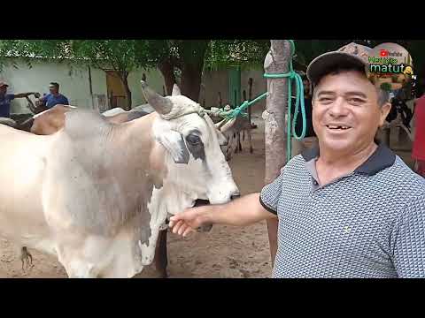 Feira de gado de silvestre município de Tavares PB 25/02/2024