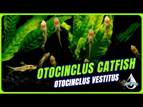 Otocinclus Catfish — sprievodca chovom