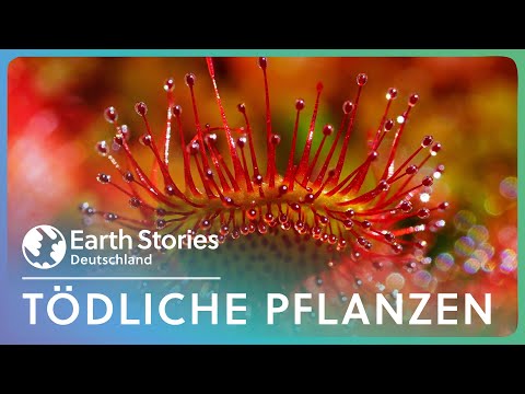 Documentary: Hunting Strategies of Carnivorous Plants
