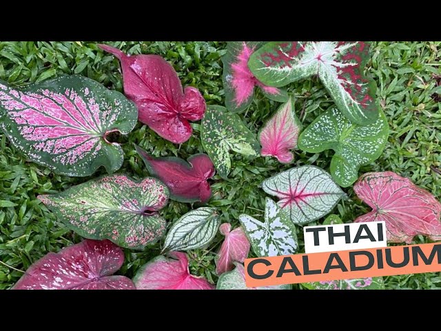 Video Pronunciation of caladium in English