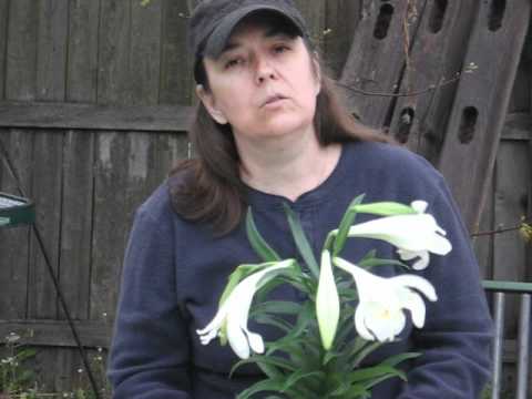 Proper Easter Lily Care