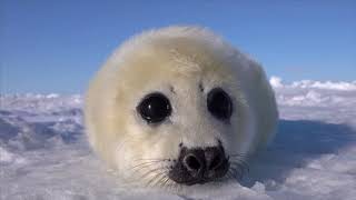 Cover art for Baby seals