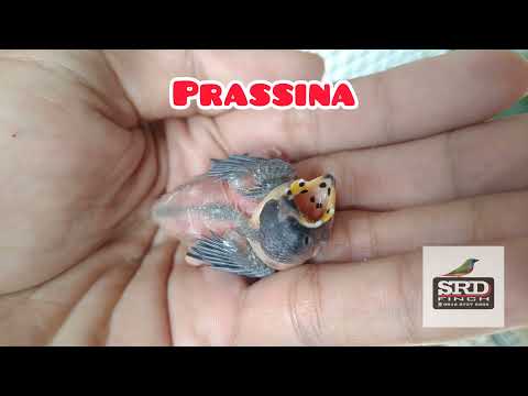 Papuškovec dlhochvostý (Erythrura prasina) — video o speve a chove