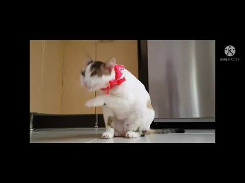 funny dance cat )...kundrathile kumaranukku kondattam