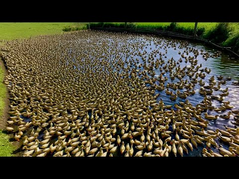 Raising MILLIONS of Ducks on Rice Fields for Meat | Free-Range Duck Farm