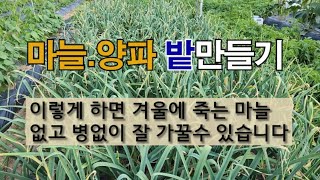 마늘.양파 토양만들기 이렇게 하면 겨울에 죽는 마늘 없고 병 없이 잘 가꿀 수 있습니다.#한지형 마늘 심는 …