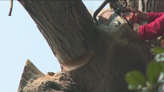 Old tree puts metro Atlanta neighbors at odds