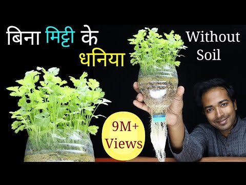 download lagu mp3 mp4 How To Grow Coriander In Water, download lagu How To Grow Coriander In Water gratis, unduh video klip How To Grow Coriander In Water