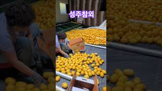 Download lagu 성주참외농장 mp3