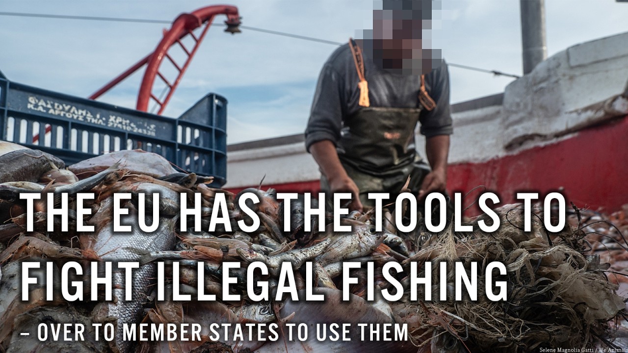 The EU has the tools to fight illegal fishing - over to Member States to use them