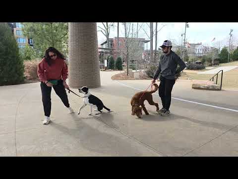 Boba at Downtown Cary Park 