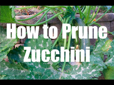 , title : 'How To Prune a Zucchini Squash Plant'