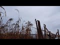 Hunting Ducks In Delta Danubio Romania 40744348950