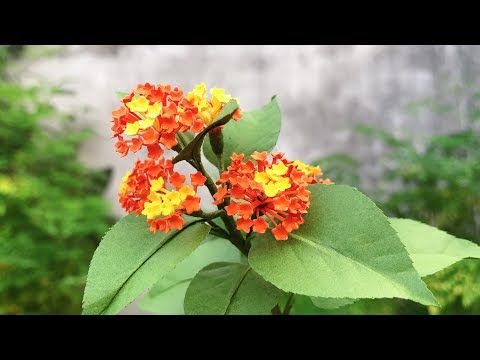 ABC TV | How To Make Lantana Camara Paper Flower | Flower Die Cuts - Craft Tutorial