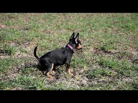 Mini Bullterrier Welpe kaufen
