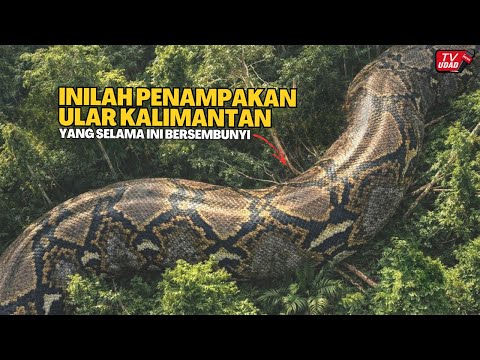 IT TURNS OUT THAT IT EXISTED! This is the Shocking Discovery of the World's Largest Snake, Now Go...