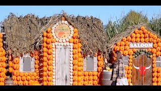 Pumpkin Harvest Season in Full Swing in Canada