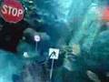 Disney Channel Ident Fish