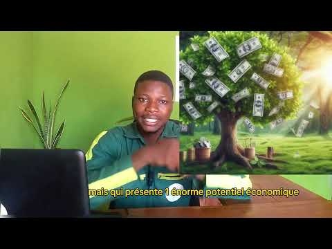 Top 3 des arbres rentables à planter au Bénin en Afrique pour investir