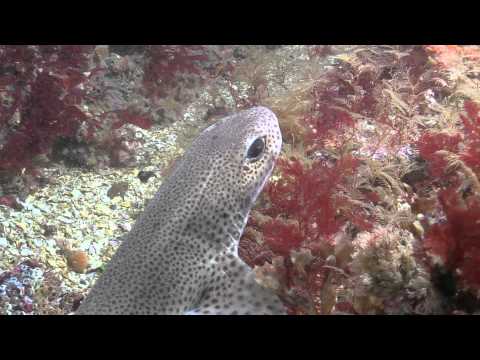 Scyliorhinus canicula