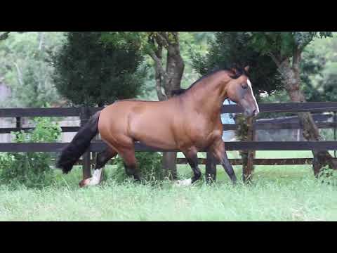 Lote 01 - Pampeiro dos Três Pinhais