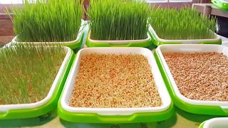 DIY  Chicken Fodder - Experiment with Wheat