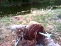 Two Dogs Swim Mp4