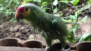 preview picture of video 'Parrot Lago de Catemaco Nanciyaga'