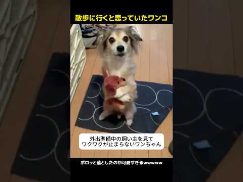 散歩に行くと思っていたワンコ
