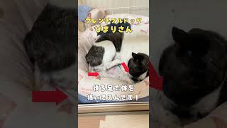 【フレブルVlog】え？すごくない？#shorts