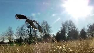 preview picture of video 'Free flying Hawk Walks'