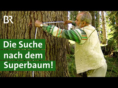 Sind Buche, Zeder oder Paulownia Bäume der Zukunft im Wald? | Klimawandel | Unser Land | BR