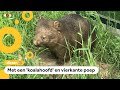 Voor het eerst te zien in Nederland: wombats!