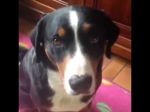 download lagu mp3 mp4 Appenzeller Sennenhund Rescue, download lagu Appenzeller Sennenhund Rescue gratis, unduh video klip Appenzeller Sennenhund Rescue