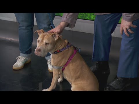 Adopt-A-Pet: One Tail at a Time - YouTube