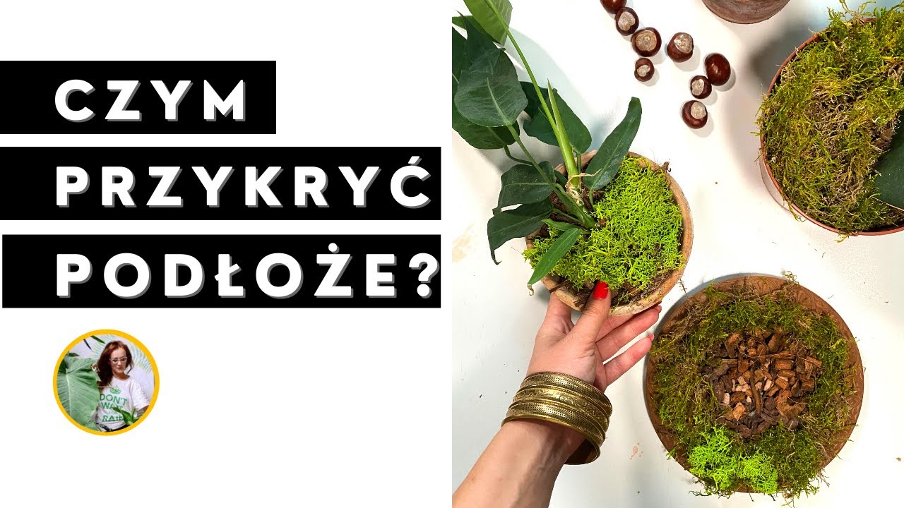 jak przysłonić, zasłonić ziemię w doniczce u roślin domowych 