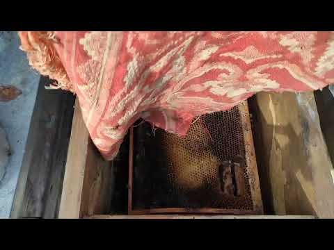 Пчеловодство. Роеловство. Полная версия.Обработка летних роёв от клеща в октябре после оттепели #рои