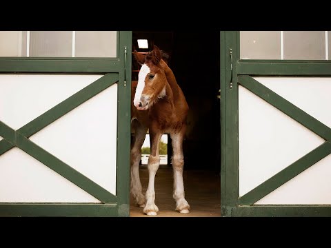 Budweiser | Super Bowl LX Teaser 'Foal'