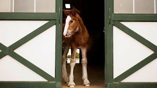 Budweiser Super Bowl LX Teaser “Foal” (2026) – Official Sneak Peek