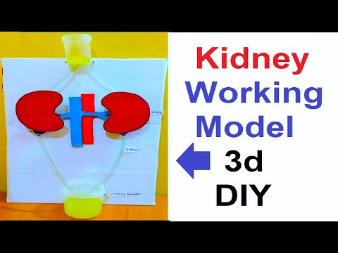 human digestive system working model 3d science project for science exhibition diy howtofunda