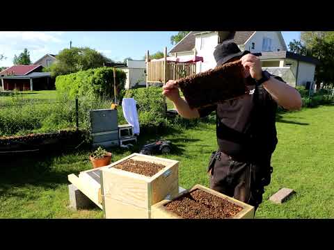 2/6 första skattlådan (Hittar en drottningcell)